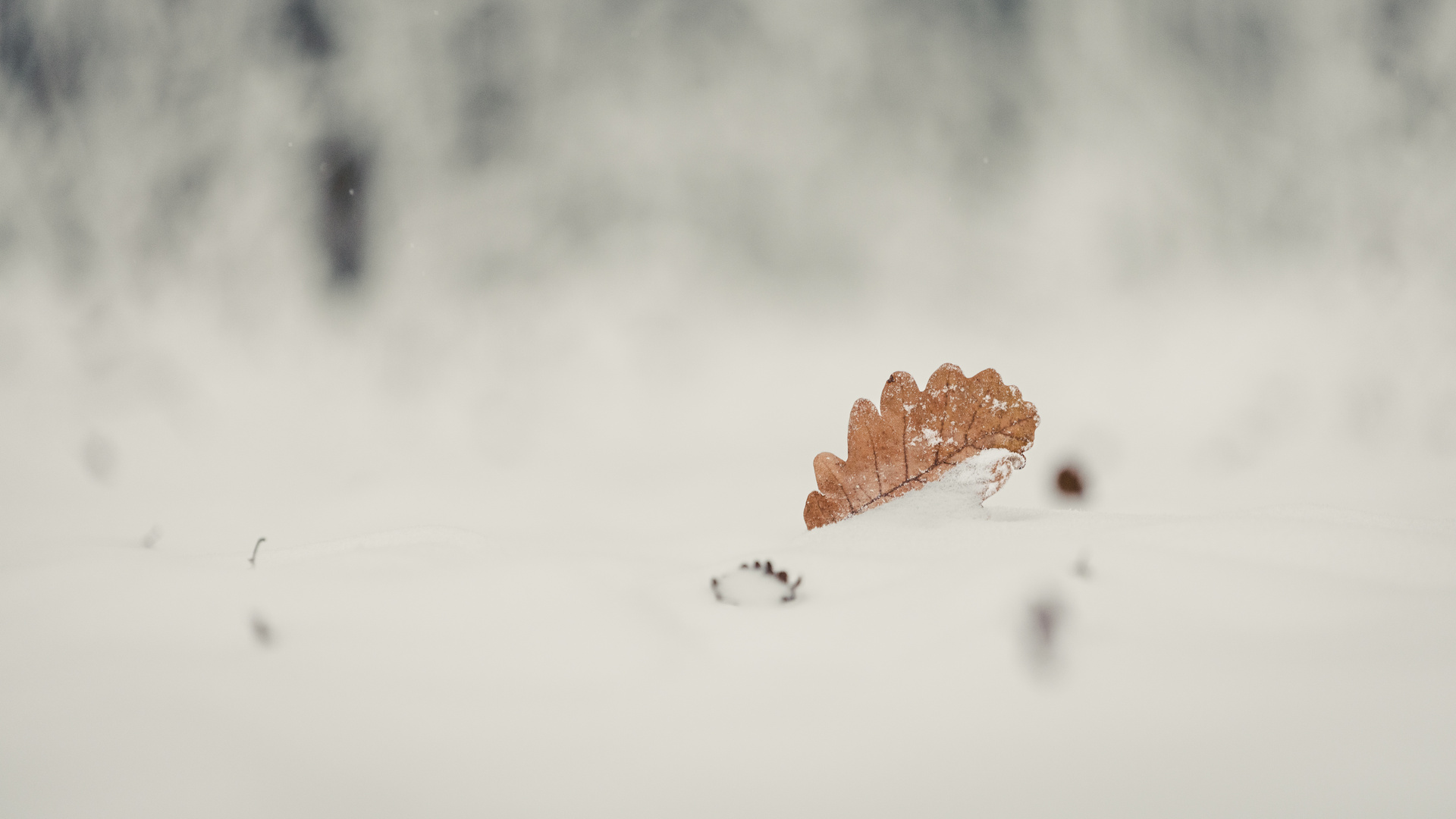 Blatt im Schnee