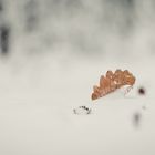 Blatt im Schnee