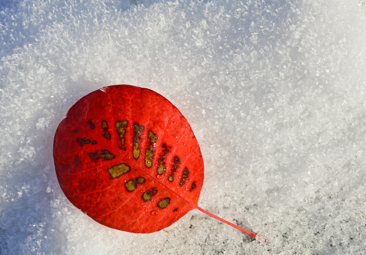 Blatt im Schnee