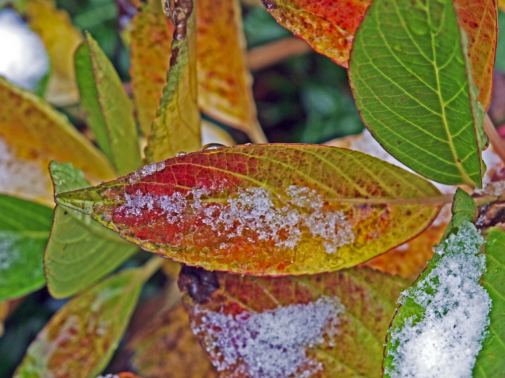 Blatt im Schnee