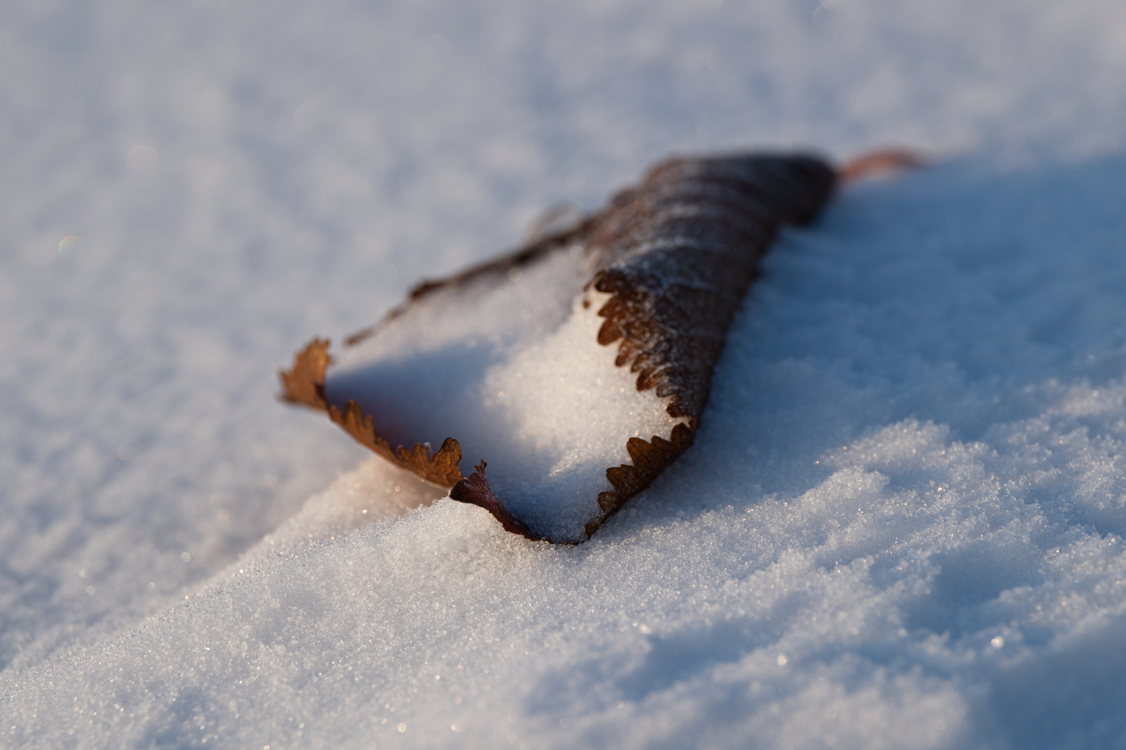 Blatt im Schnee