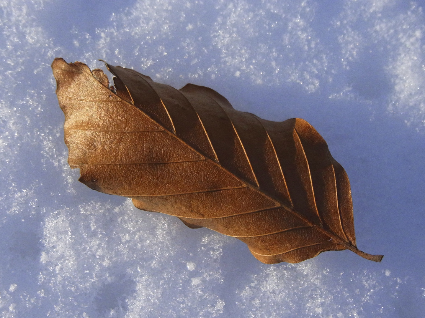 Blatt im schnee