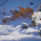 Blatt im Schnee