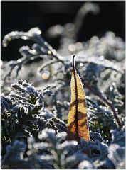 Blatt im Schnee