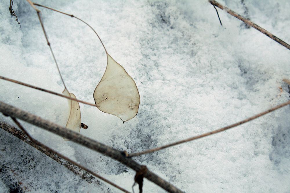 Blatt im Schnee