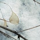 Blatt im Schnee