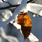 Blatt im Schnee