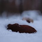 Blatt im Schnee