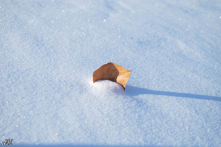 Blatt im Schnee