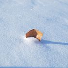 Blatt im Schnee