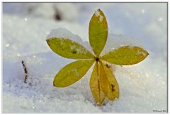 Blatt im Schnee