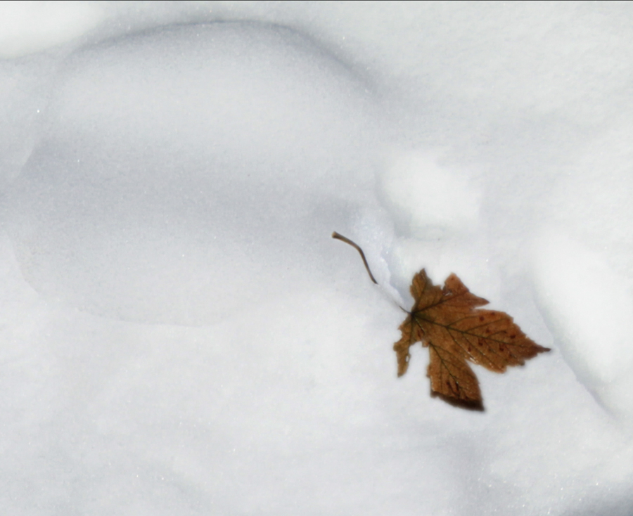 Blatt im Schnee