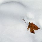 Blatt im Schnee