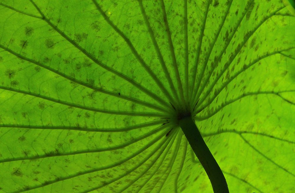 Blatt im Seerosenteich von unten gesehen