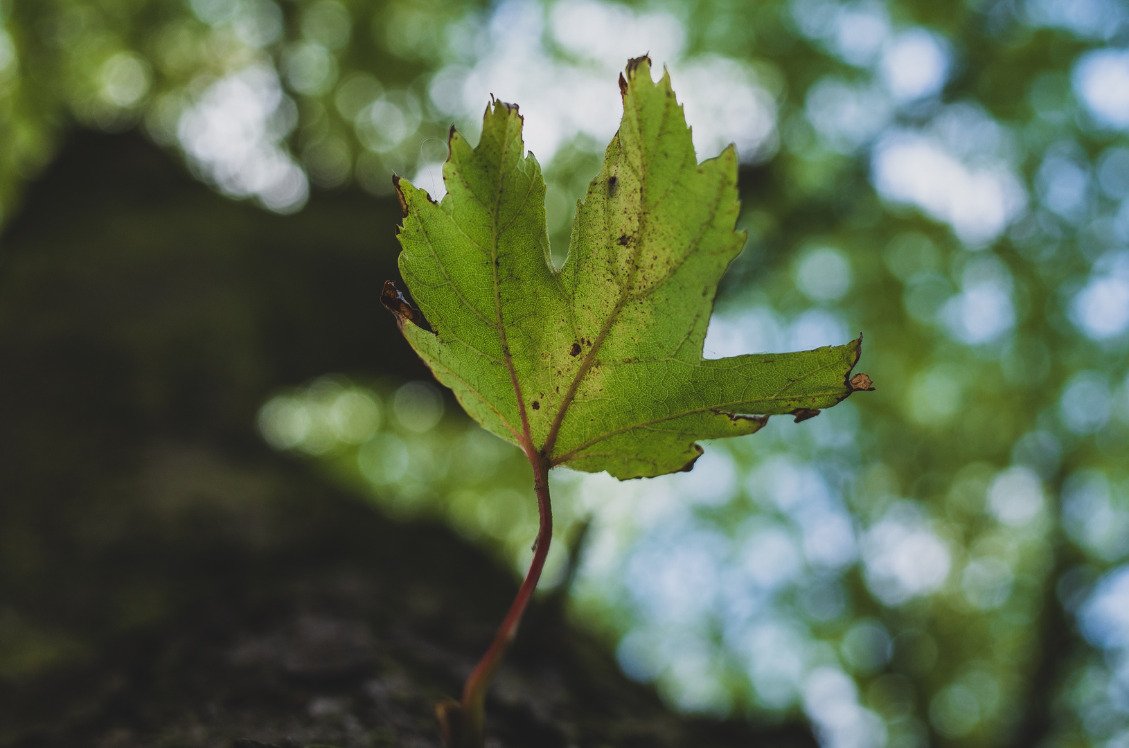 Blatt im Sommer