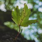 Blatt im Sommer