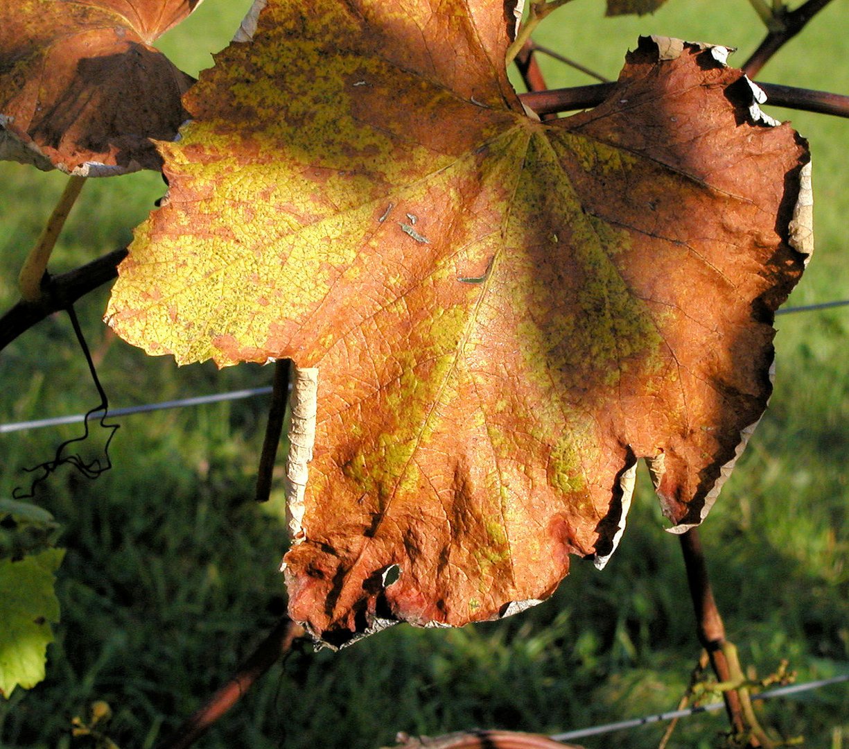 Blatt im Sonnenlicht