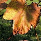 Blatt im Sonnenlicht