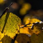 Blatt im Sonnenlicht