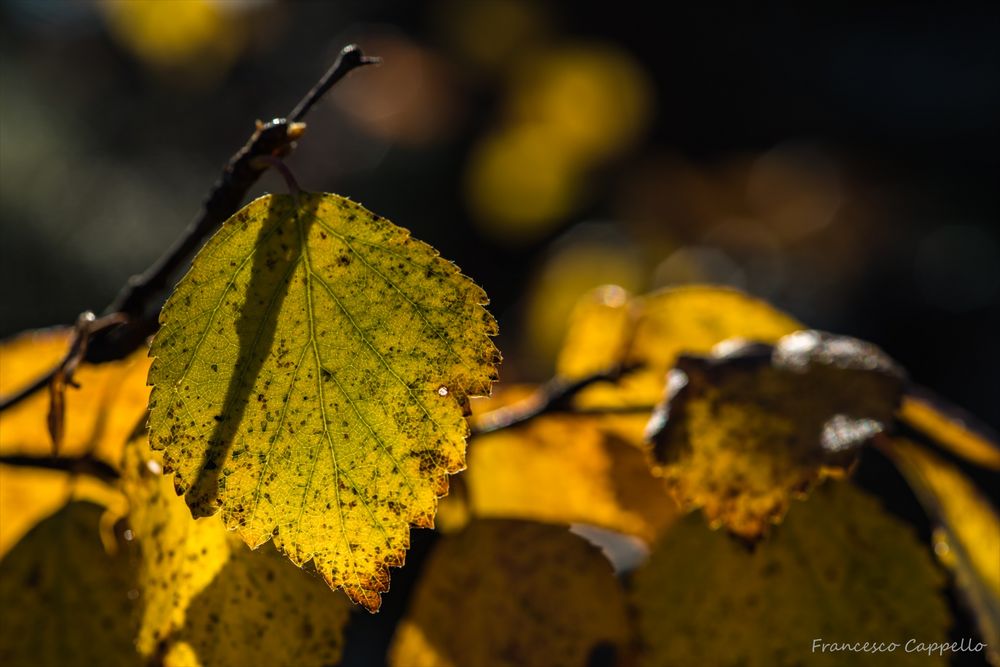 Blatt im Sonnenlicht