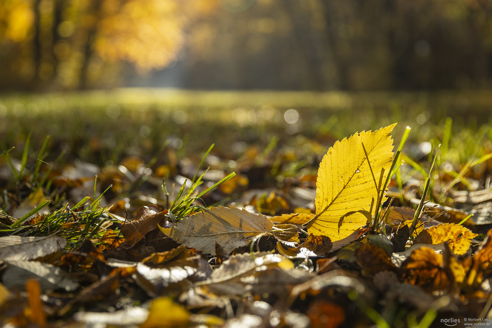 Blatt im Sonnenlicht