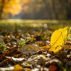 Blatt im Sonnenlicht