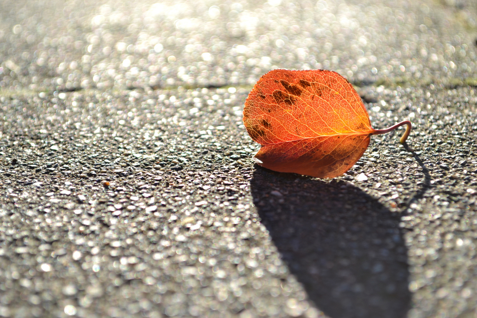 Blatt im Sonnenschein