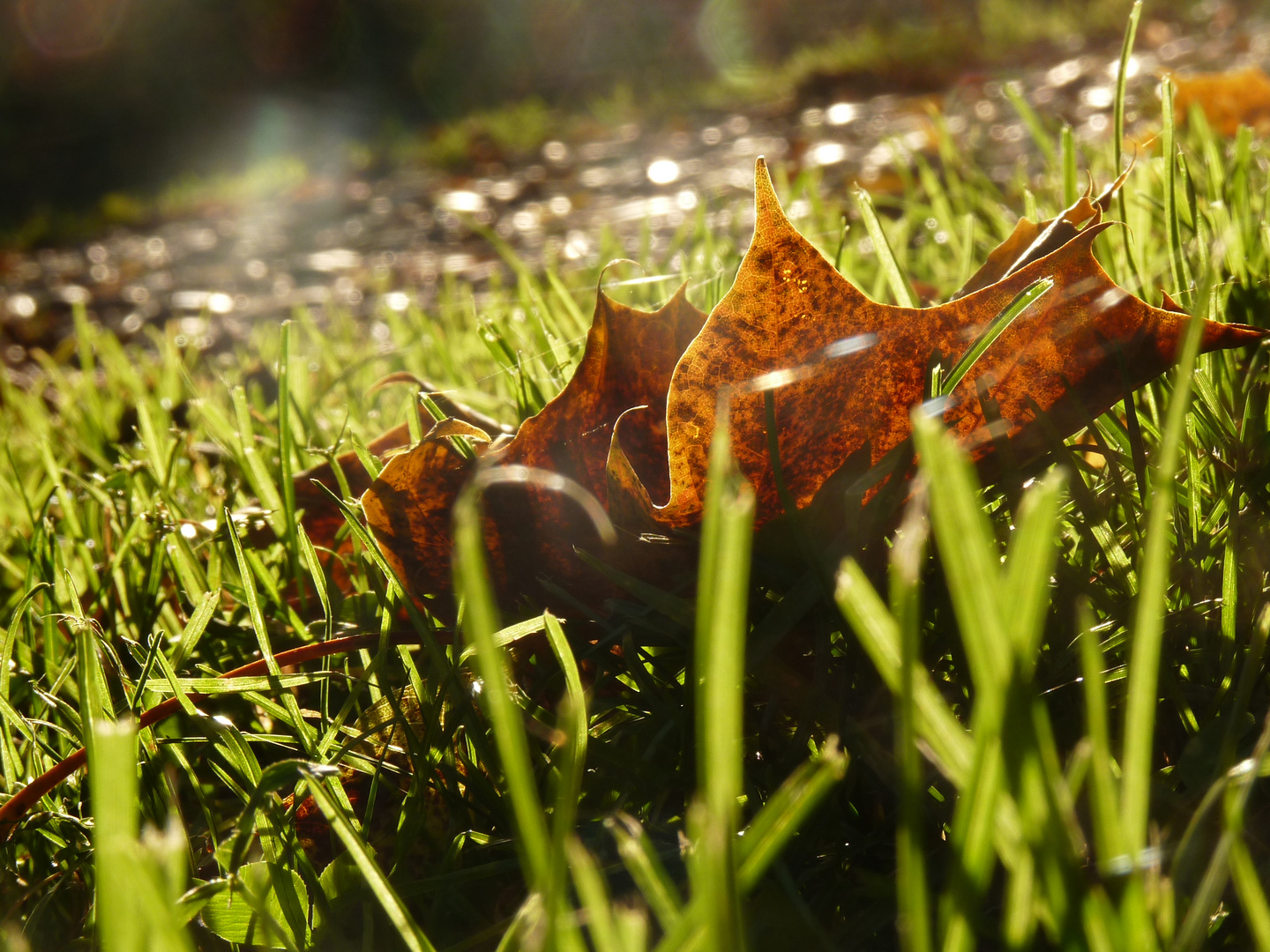 Blatt im Sonnenschein