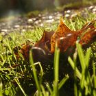 Blatt im Sonnenschein