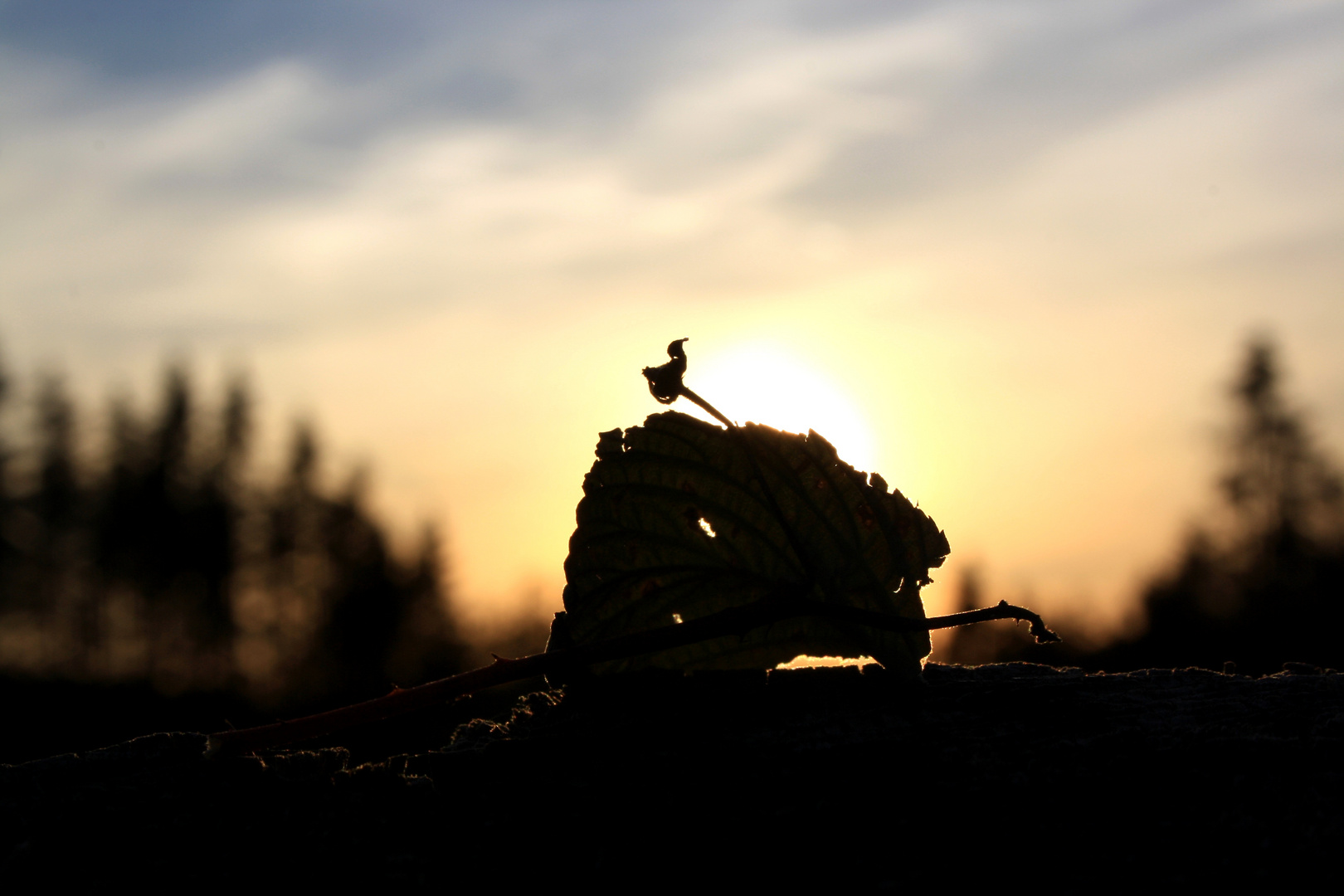 Blatt im Sonnenuntergang