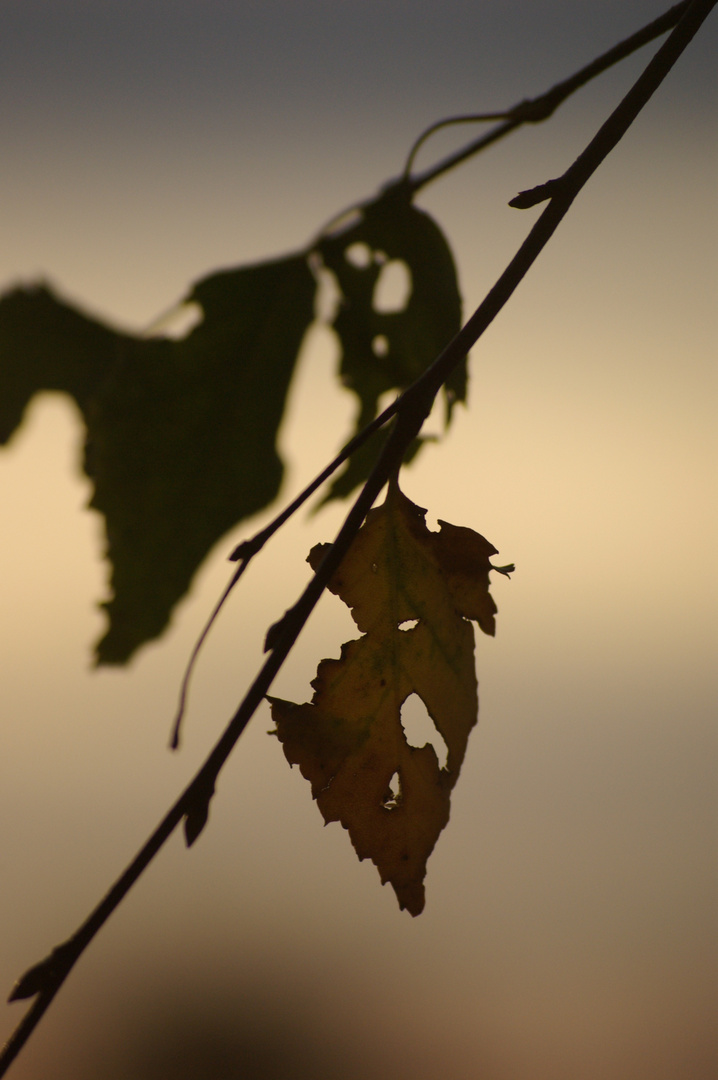 Blatt im Sonnenuntergang