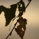 Blatt im Sonnenuntergang