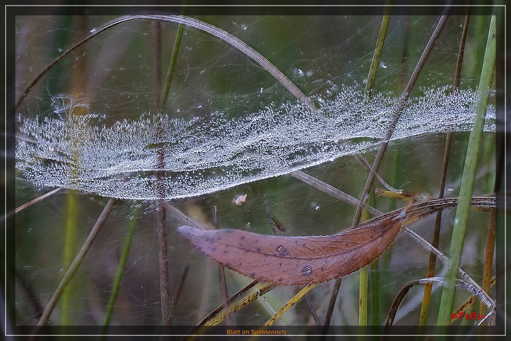 Blatt im Spinnennetz-001wz