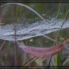 Blatt im Spinnennetz-001wz