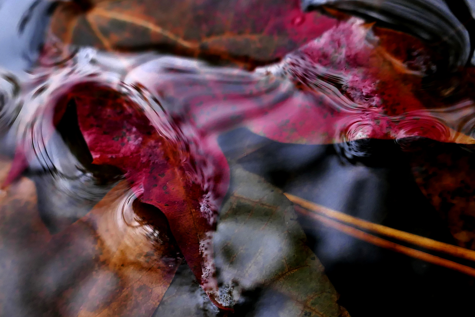 Blatt im Strudel der Zeit