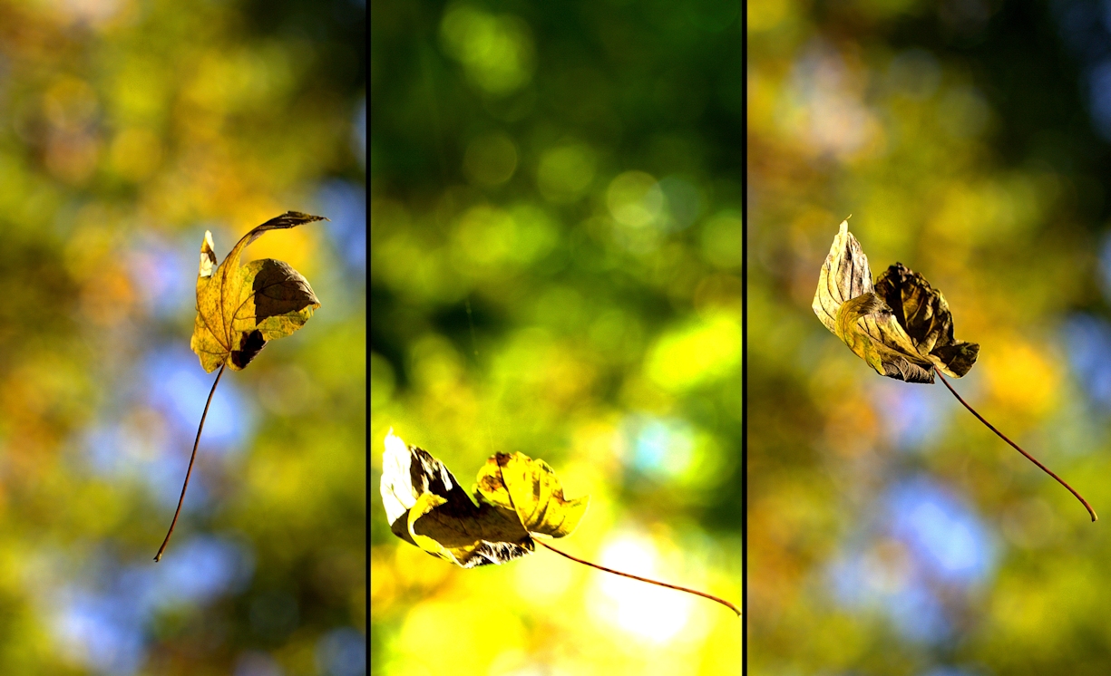 Blatt im Wald