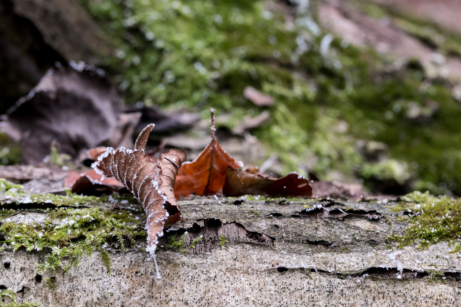 Blatt im Wald