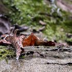 Blatt im Wald