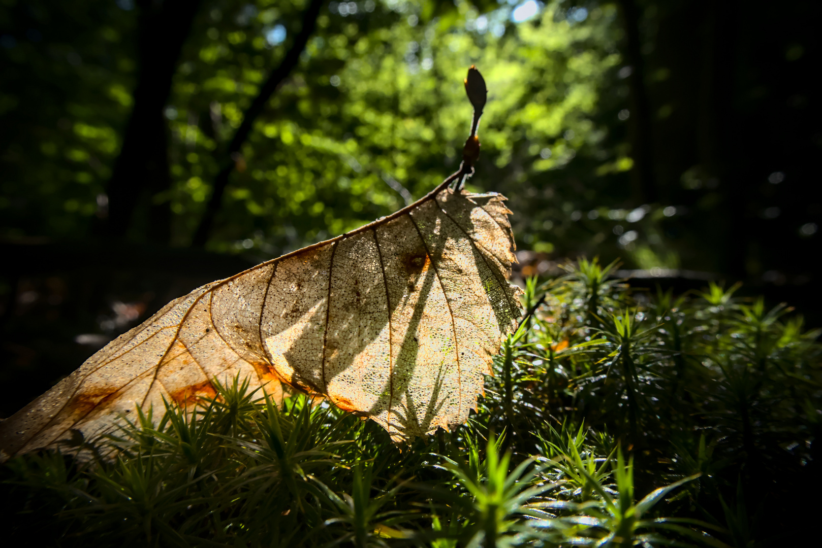 Blatt im Wald