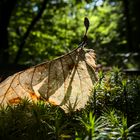 Blatt im Wald