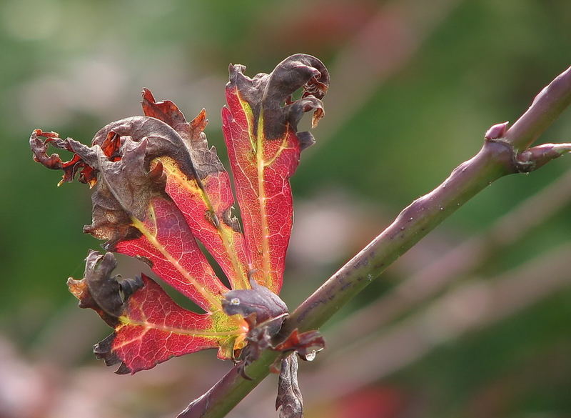 Blatt im Wandel der Zeit