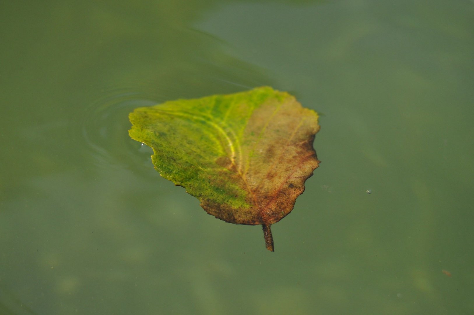 Blatt im Wasser