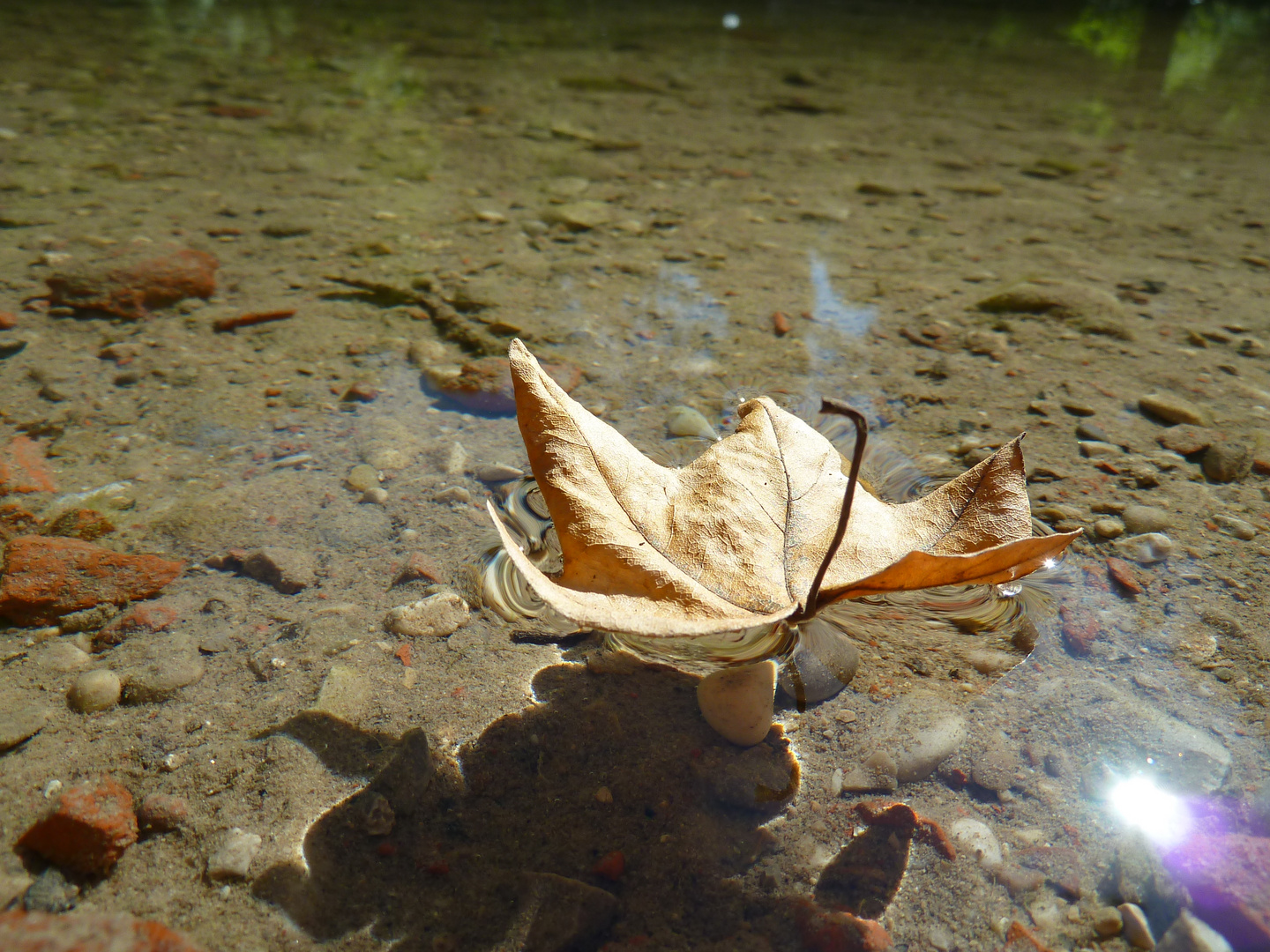 Blatt im Wasser