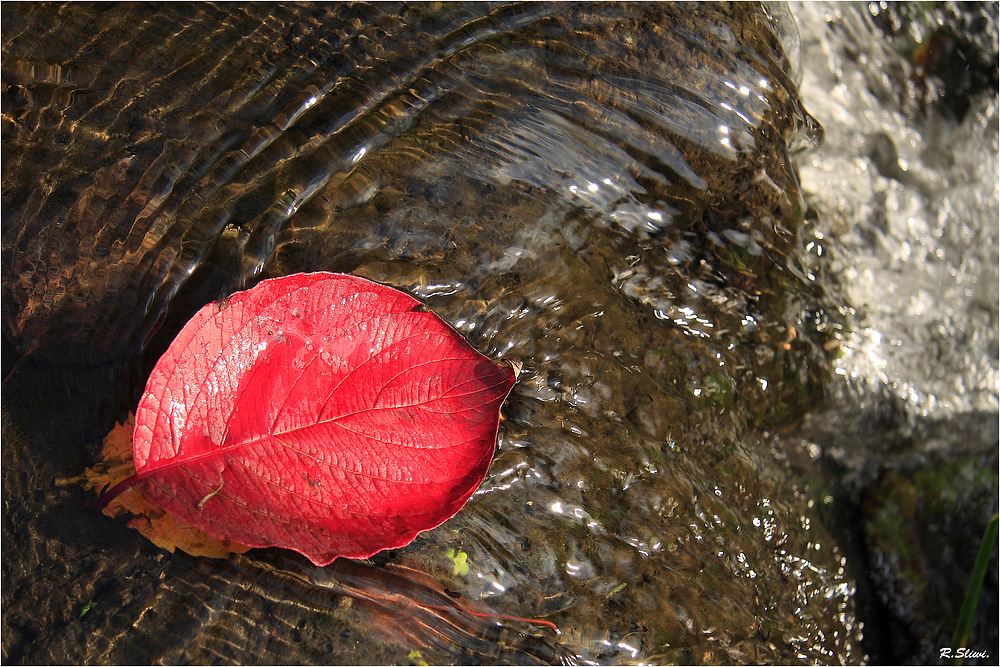 Blatt im Wasser