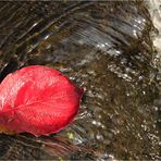 Blatt im Wasser