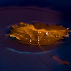 Blatt im Wasser