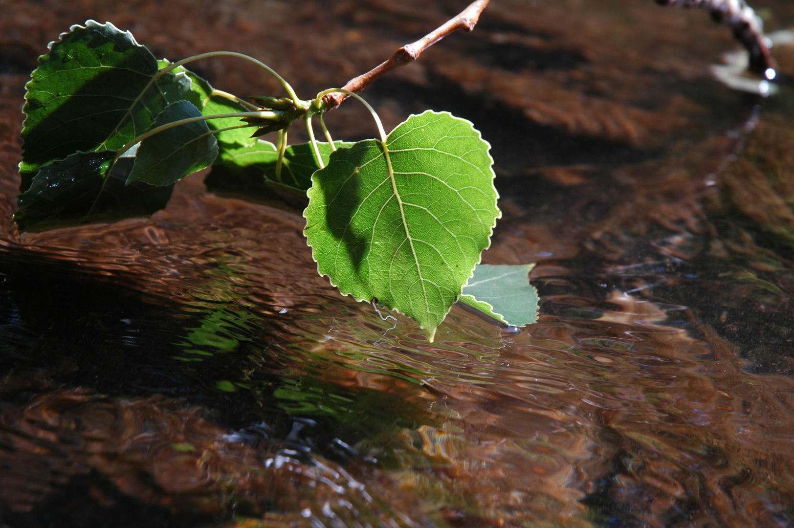 Blatt im Wasser