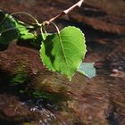 Blatt im Wasser