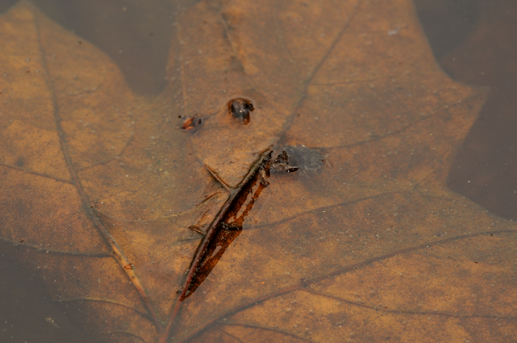 Blatt im Wasser