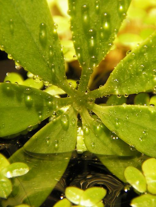 Blatt im Wasser